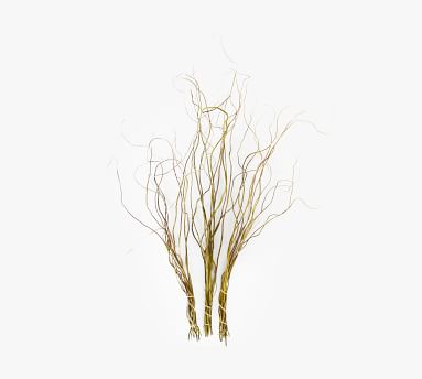 Live Curly Willow Branches Pottery Barn