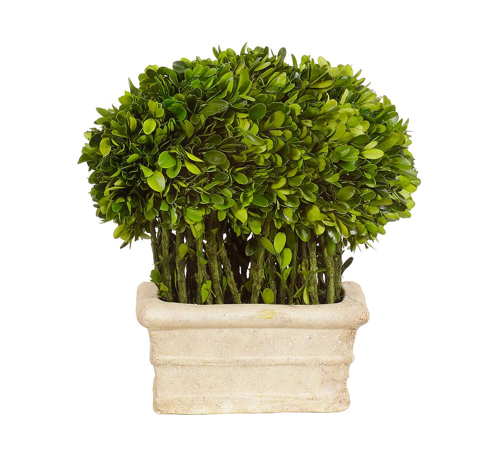 Live Preserved Boxwood Rectangle Topiary Tree Pottery Barn