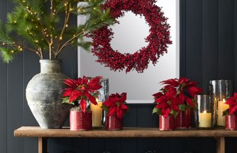 Winter Botanicals Winter Botanicals