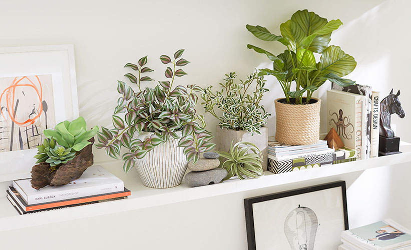 5 Pet-Friendly Indoor Plants
