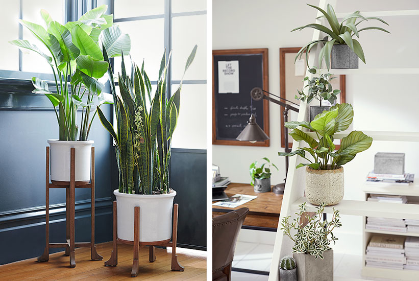 How to Care for Indoor Plants: Indoor Plant Essentials