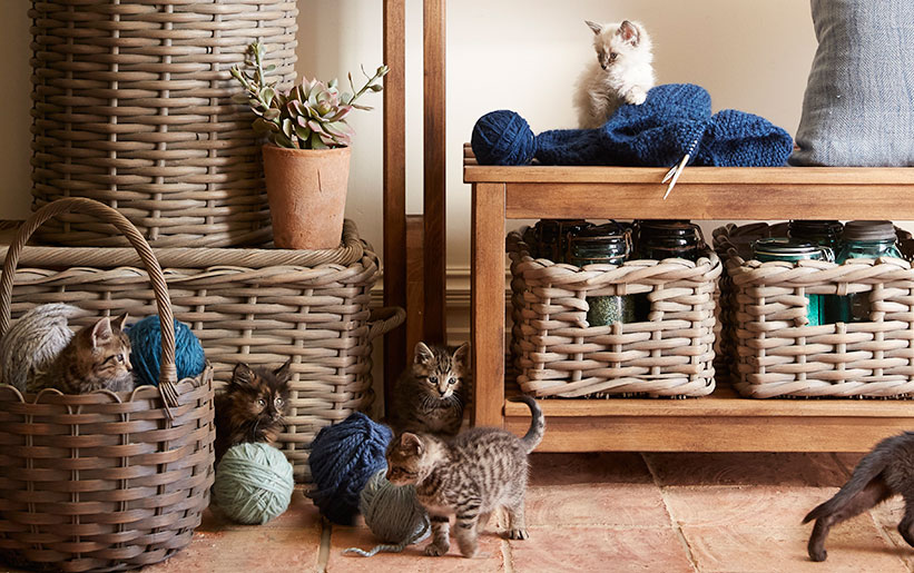 Create the Purrfect Catio: 5 Outdoor Catio Design Ideas Create the Purrfect Catio: 5 Outdoor Catio Design Ideas
