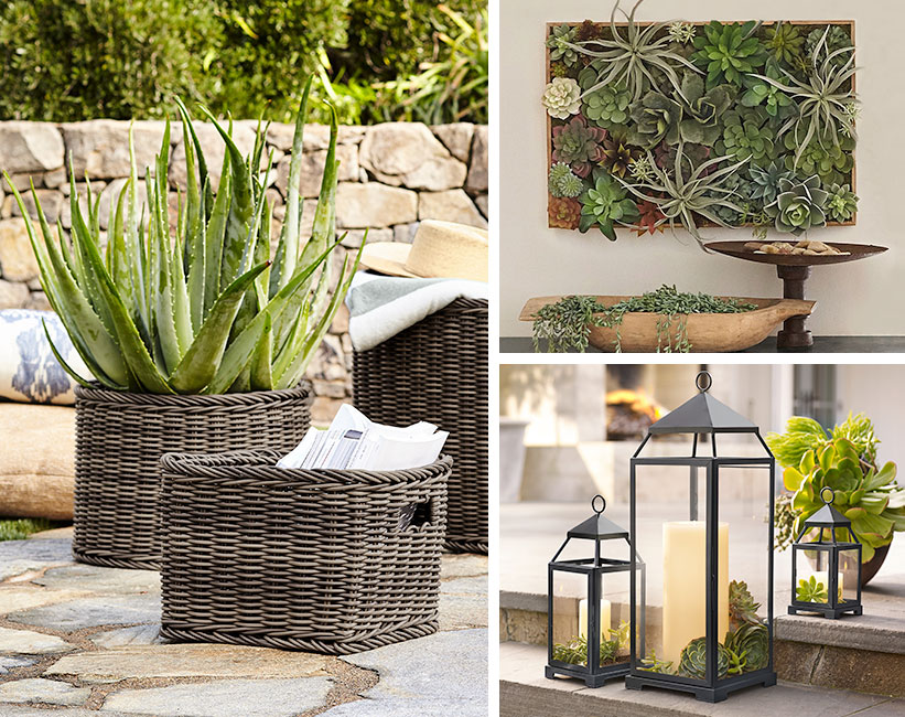 5 Unconventional Succulent Planter Ideas 5 Unconventional Succulent Planter Ideas