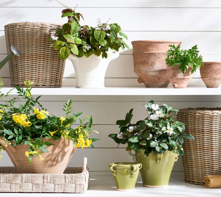 Explore Stunning Garden Planters for Your Home | Pottery Barn