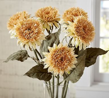 teddy bear sunflowers in pots