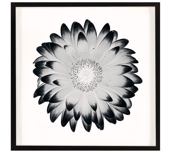 Black And White Pictures Of Flowers To Print - Delicate Lines In Black