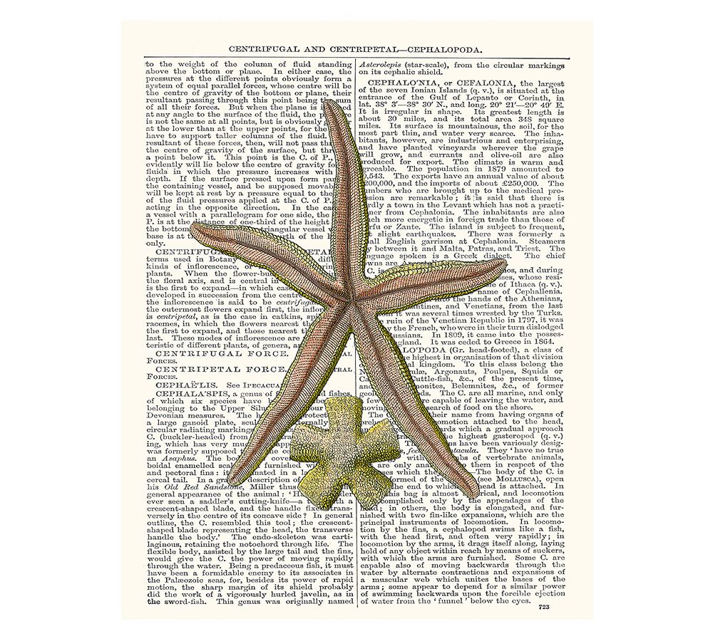Starfish Framed Print By Zlatka Paneva Pottery Barn