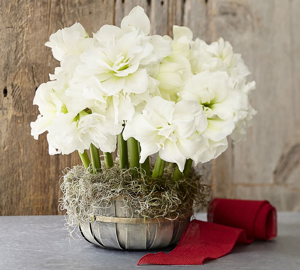 Live Alfresco Amaryllis Bulb Garden Artificial Flowers