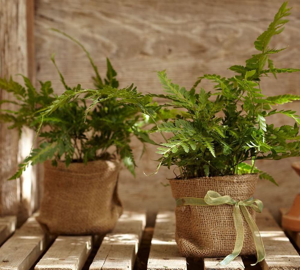 Live East Indian Holly Fern Pottery Barn