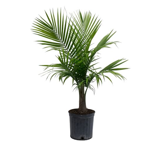 fresh majesty palm plant c