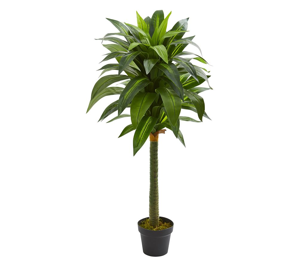 Dracaena Faux Plant | Pottery Barn