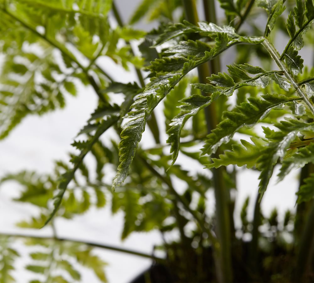 Faux Potted Tree Fern | Pottery Barn