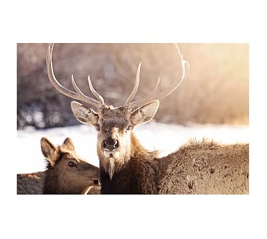 Sun Elk Framed Print by Jennifer Meyers | Pottery Barn
