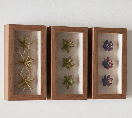 Succulent Shadowboxes Set Of 3 Pottery Barn