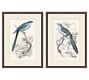 Traditional Bird Framed Paper Prints | Pottery Barn