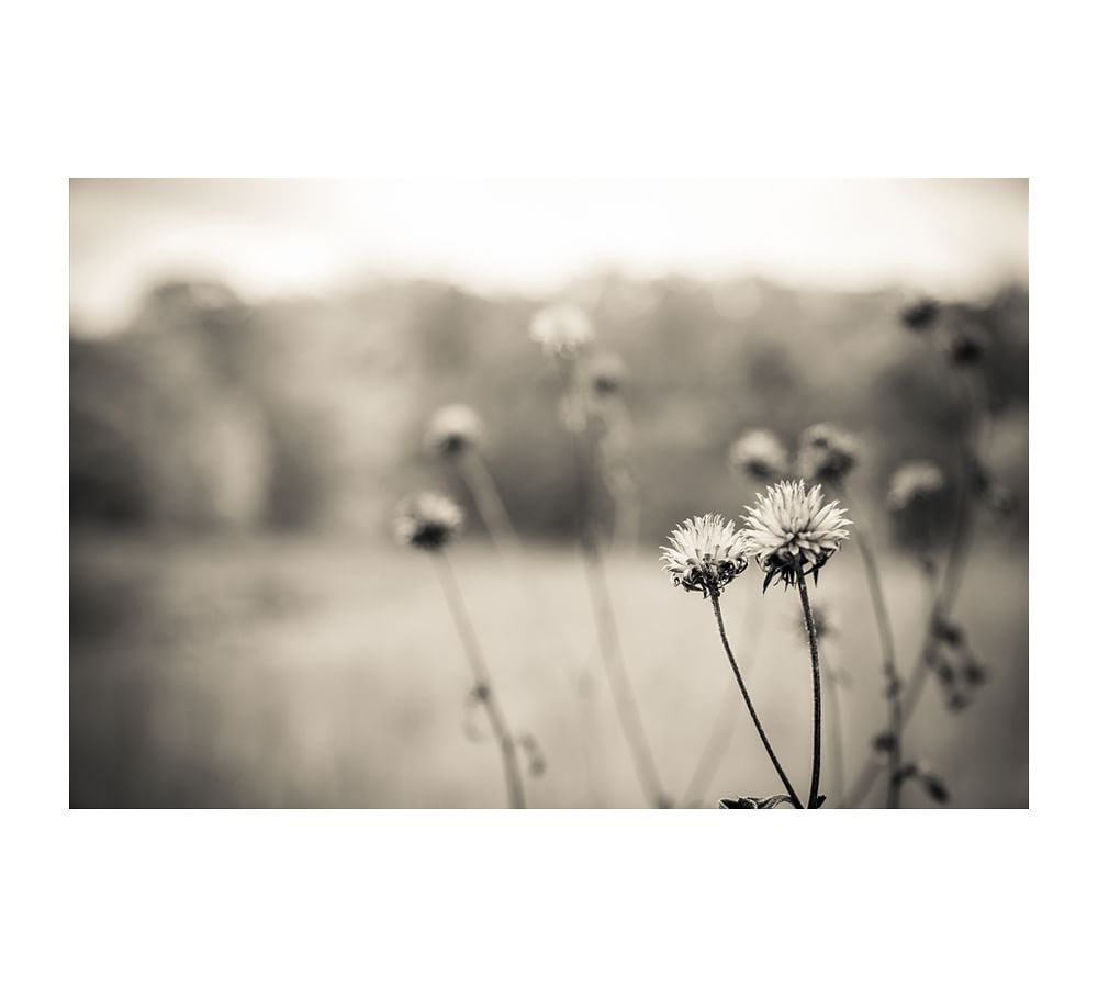 Out In The Field Framed Prints by Ana V Ramirez Pottery Barn
