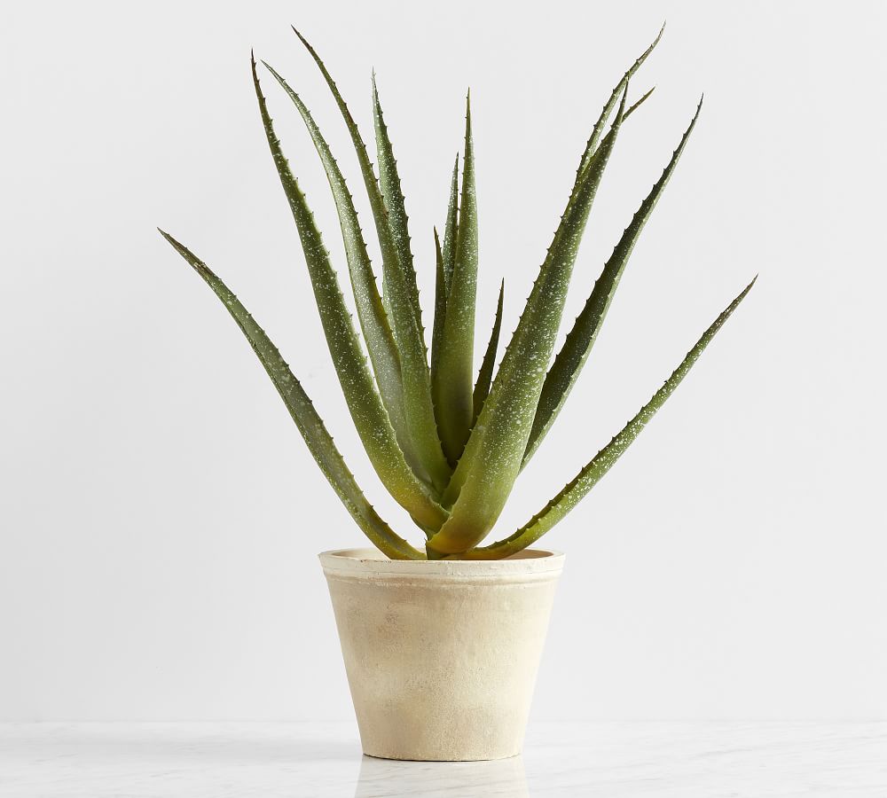 Faux Potted Speckled Aloe Vera Plant In Terracotta Pot Pottery Barn