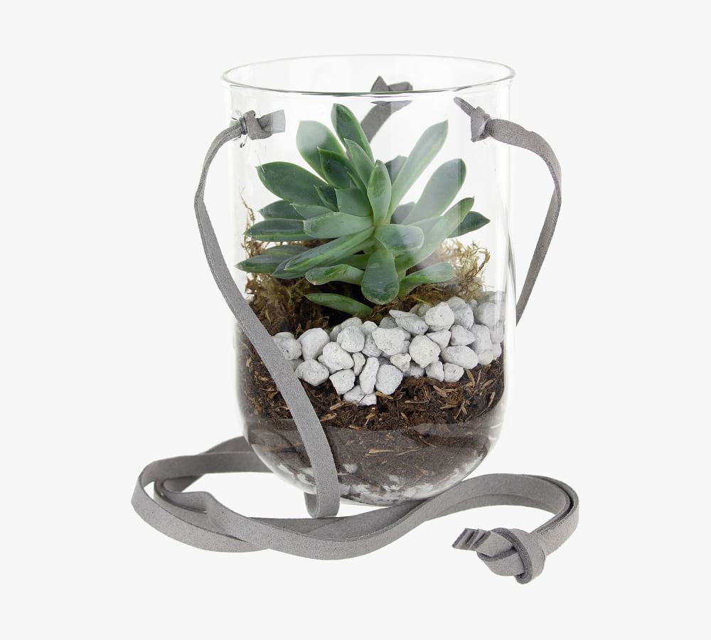 DIY Hanging Terrarium Kit Pottery Barn