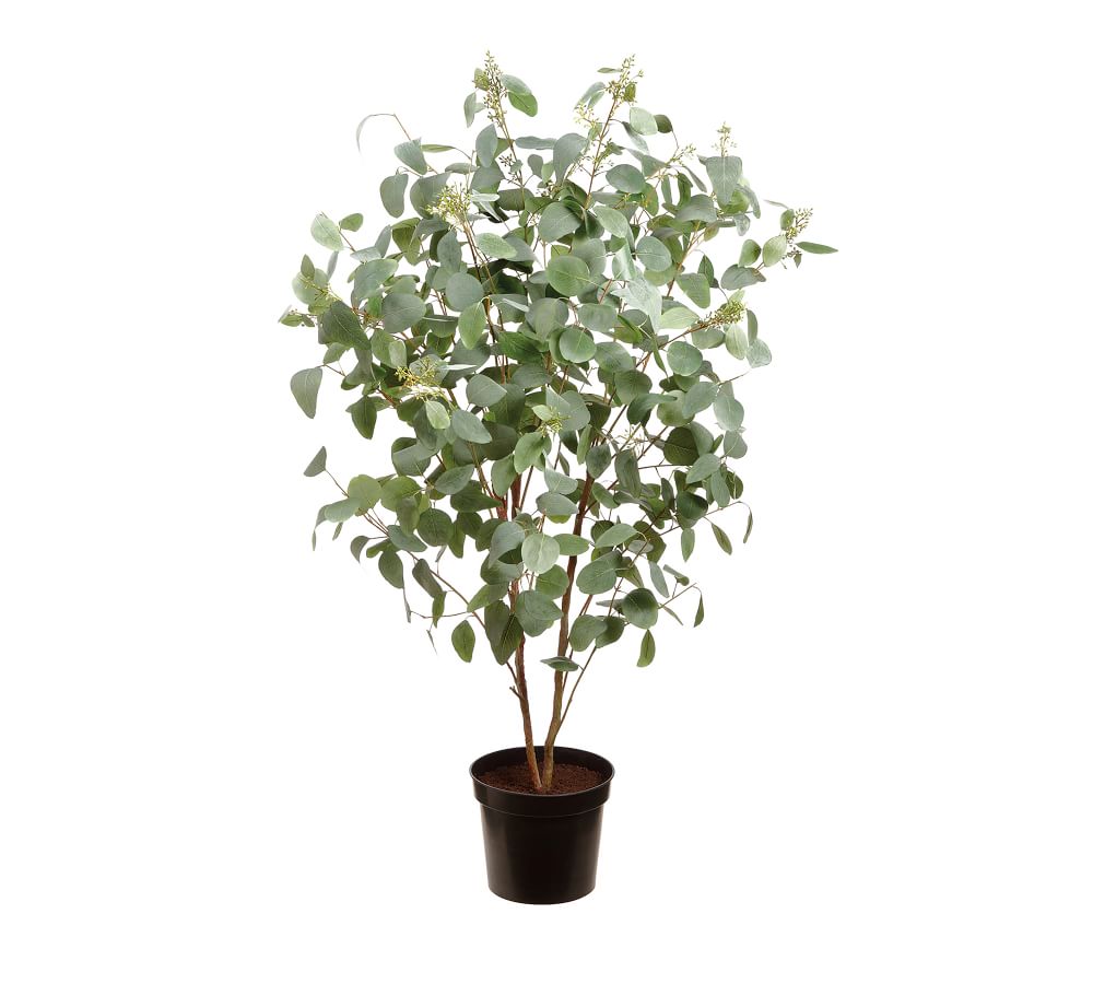 Faux Potted Eucalyptus Tree 5.5' Pottery Barn