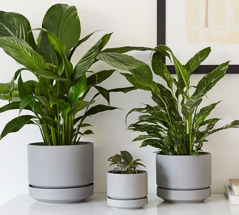 Modern Olive Ceramic Planter | Pottery Barn