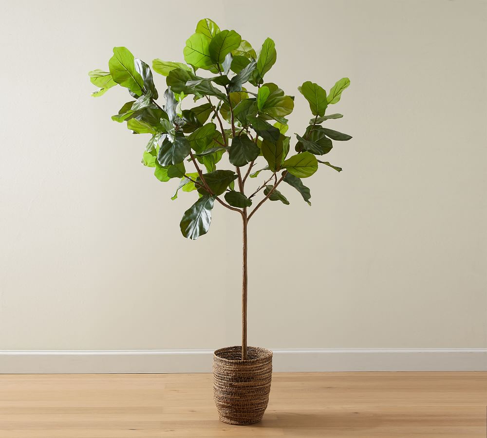 Faux Potted Fiddle Leaf Fig Trees Pottery Barn