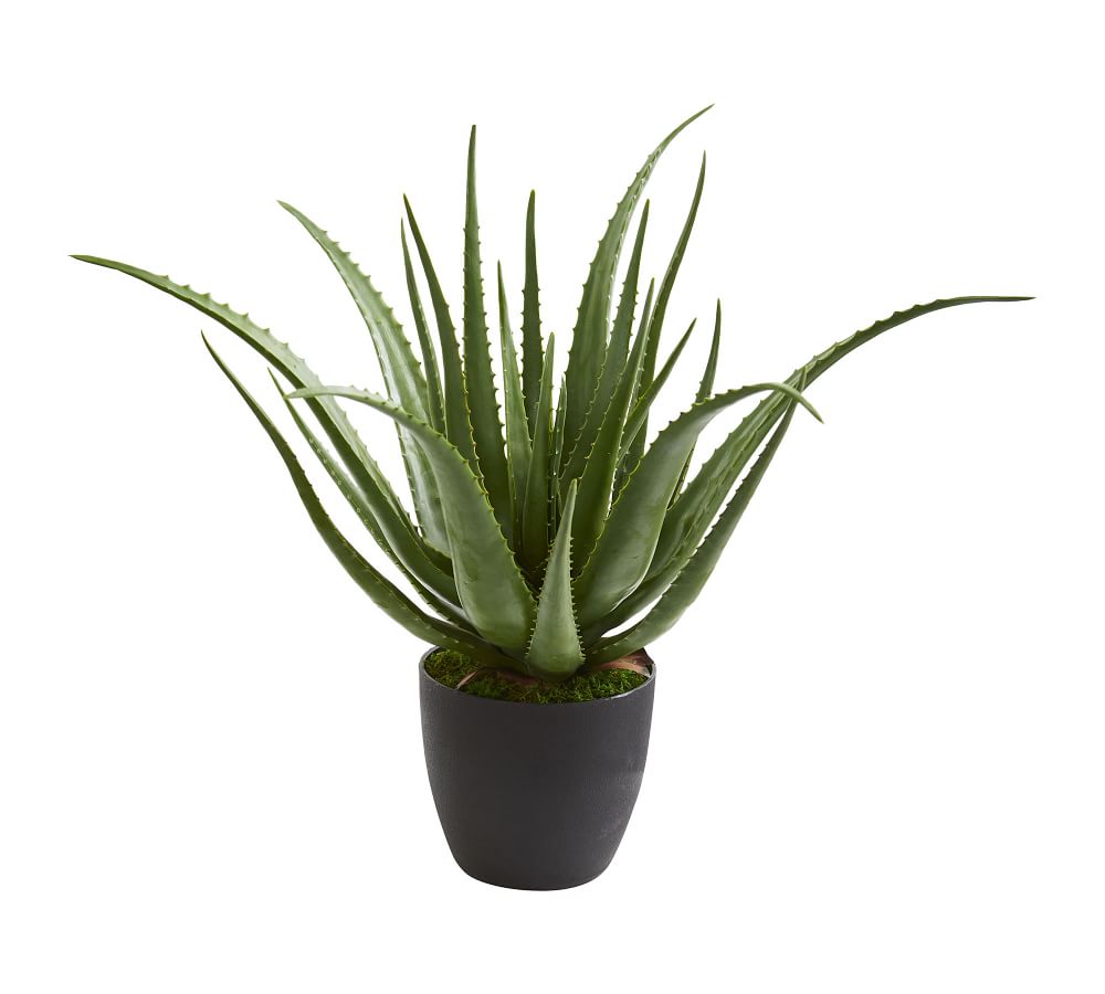 Faux Potted Aloe Plant Pottery Barn