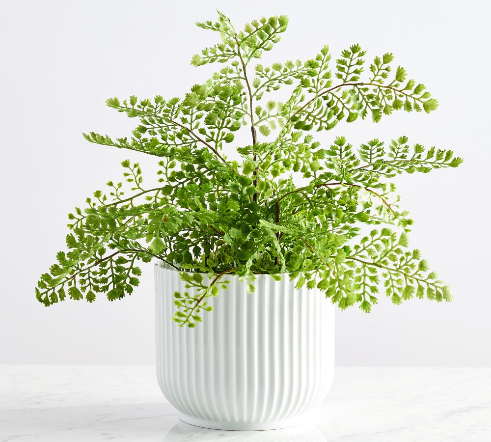 Faux Potted Maidenhair Fern Pottery Barn