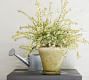 Provence Scalloped Edge Planter - Moss | Pottery Barn