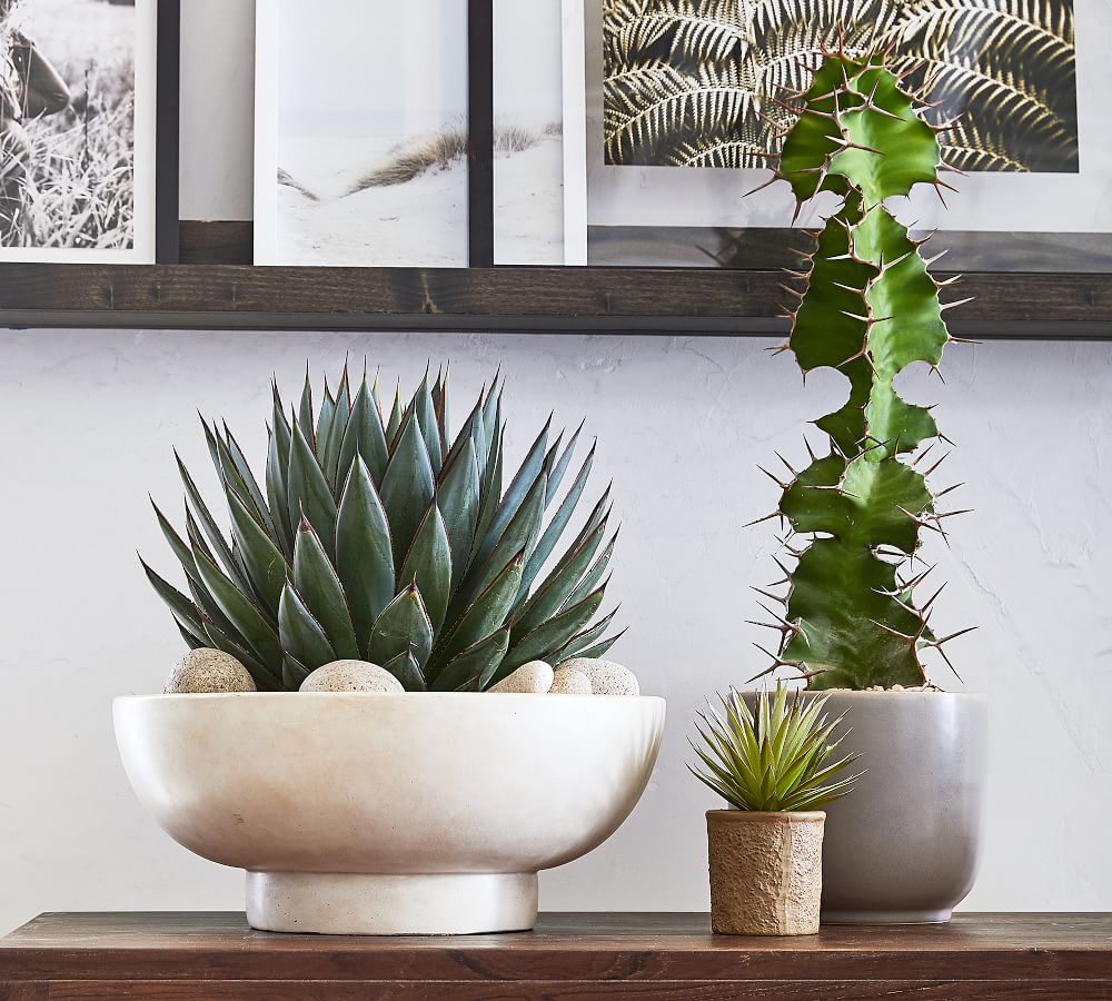 Faux Potted Spikey Succulent Pottery Barn
