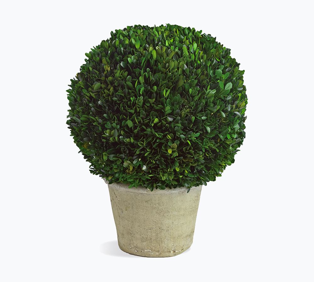 Preserved Boxwood Large Sphere In Ceramic Pot | Pottery Barn