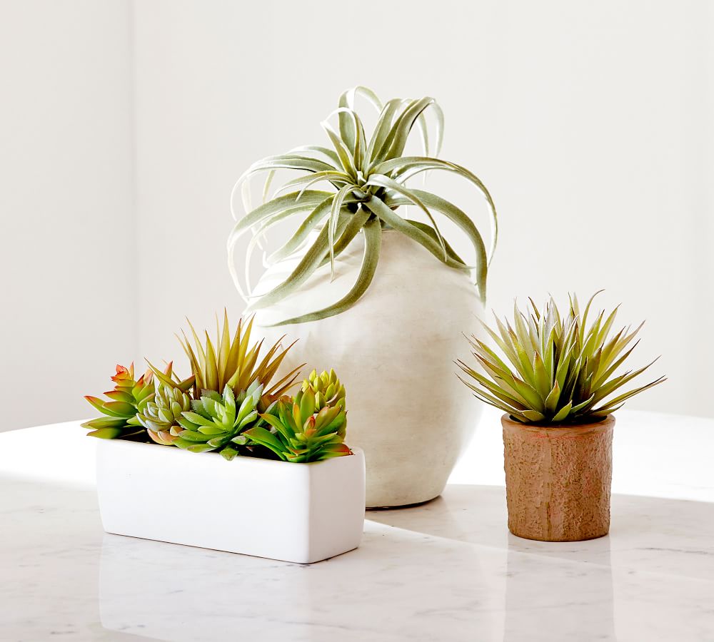 Faux Potted Succulent Arrangement White Pottery Barn