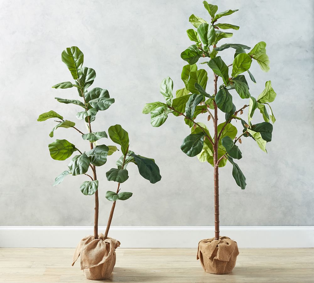 Faux Potted Fiddle Leaf Fig Trees Pottery Barn
