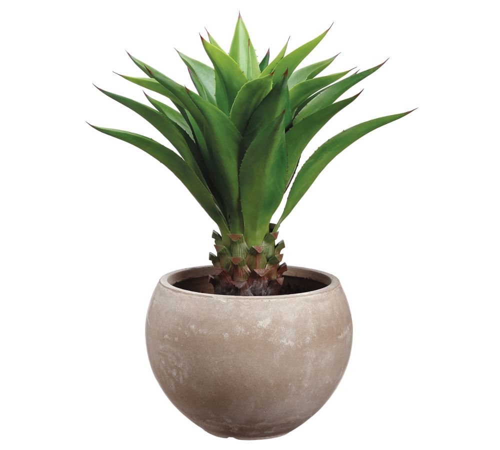 Faux Potted Agave Attenuata Plant Pottery Barn