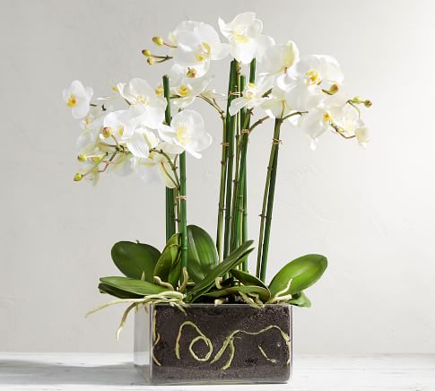 Faux Potted Orchid | Artificial Flowers | Pottery Barn