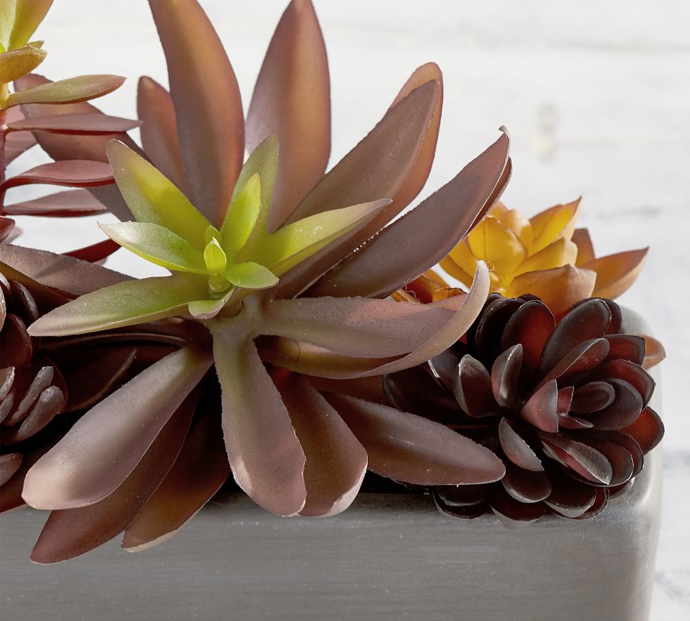 Faux Potted Succulent Arrangement Gray Pottery Barn