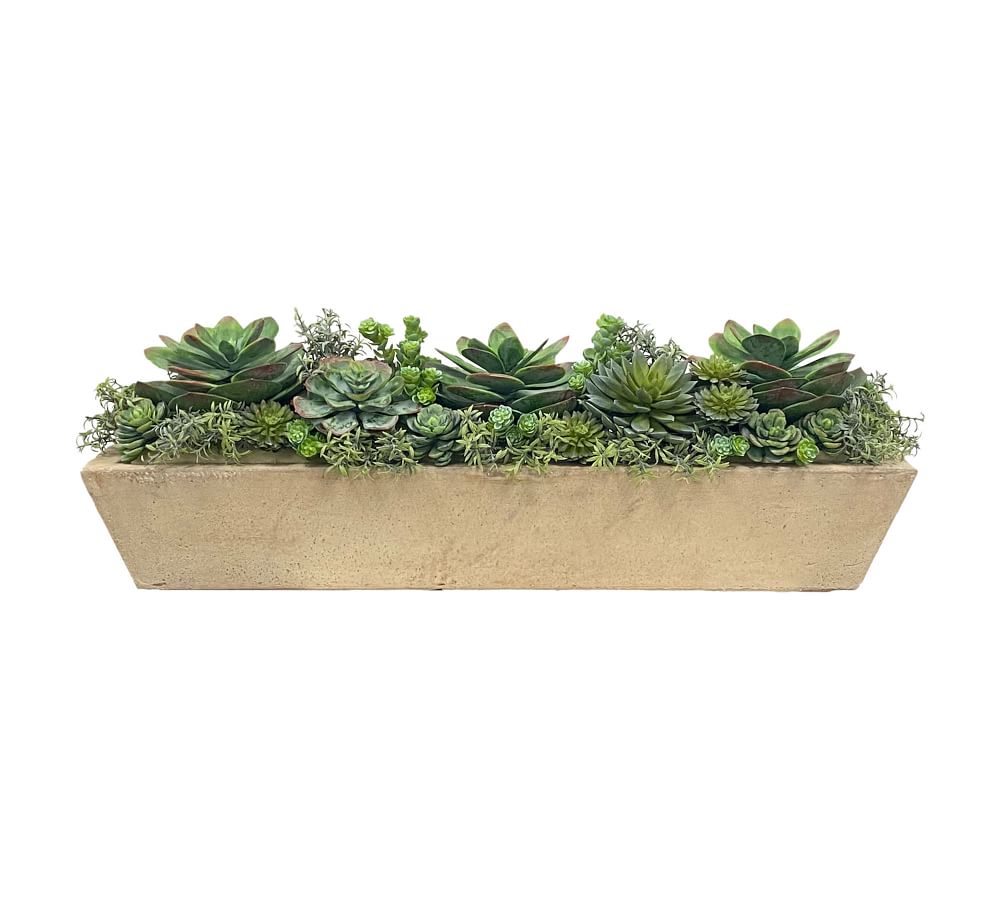 Succulent Arrangement in Rectangular Planter | Pottery Barn