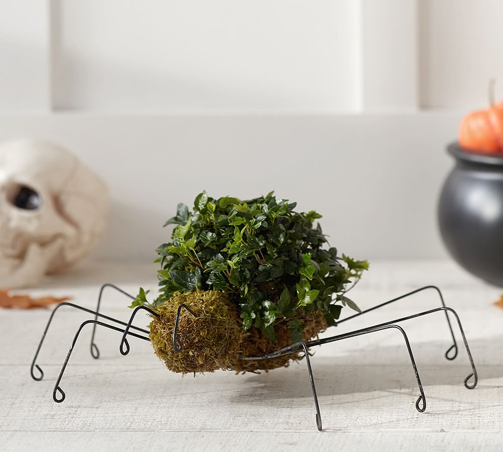 Live Spider Topiary Pottery Barn