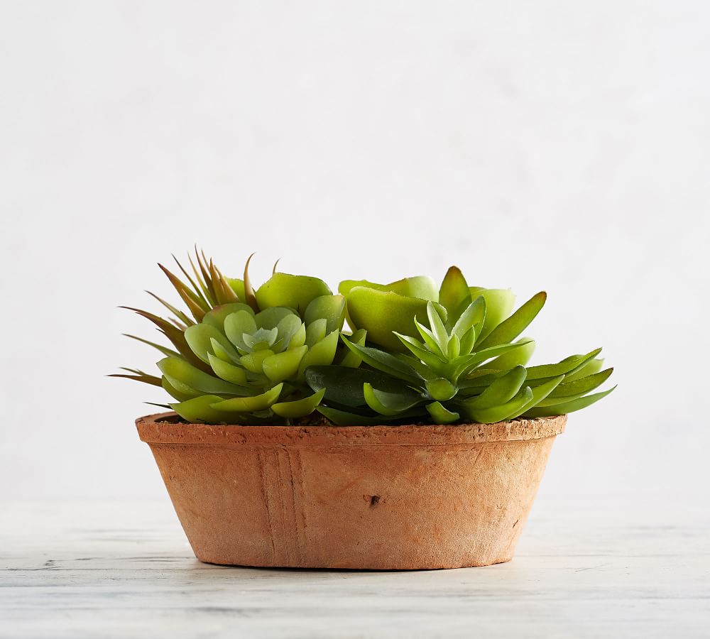 Faux Low Potted Succulents Pottery Barn