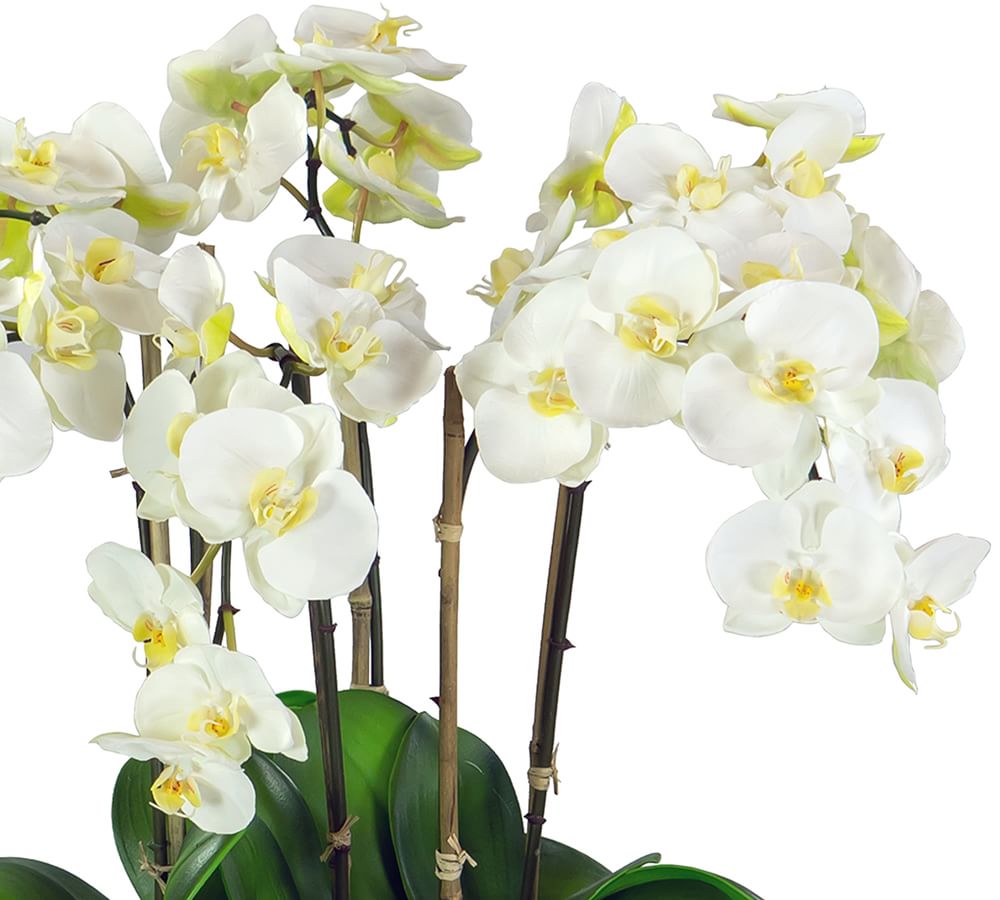 Faux Potted White Orchids In Bowl Pottery Barn