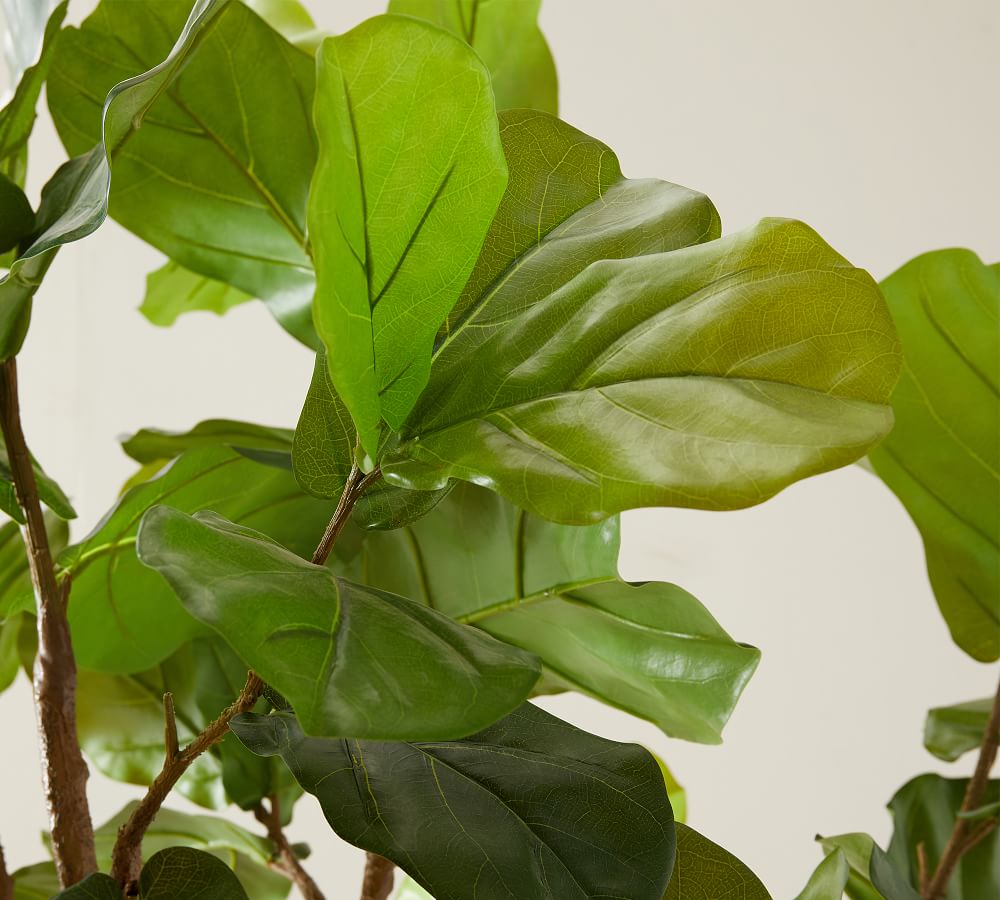 Faux Potted Fiddle Leaf Fig Trees Pottery Barn