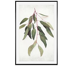 Eucalyptus Sprig by Lupen Grainne