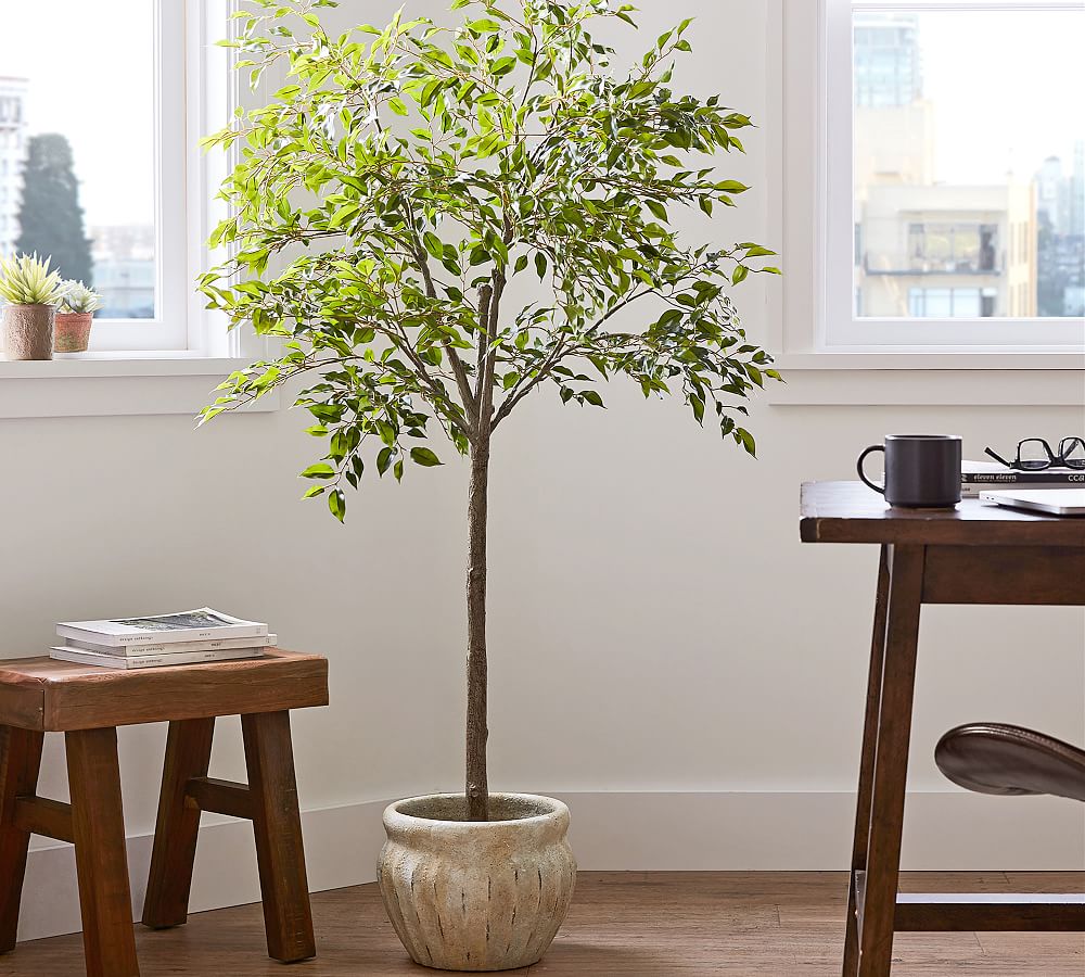 Faux Potted Triangular Ficus Pottery Barn