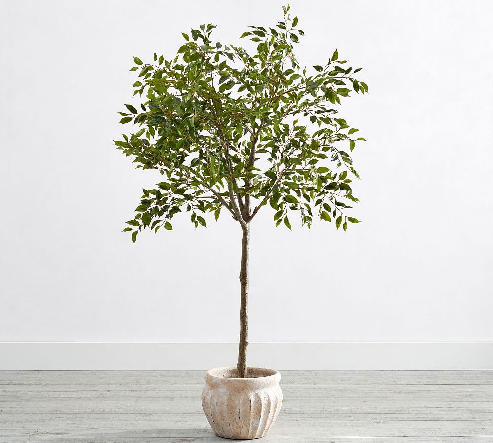 Faux Potted Triangular Ficus Pottery Barn