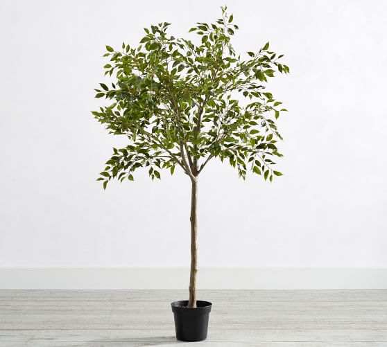 Faux Potted Triangular Ficus Pottery Barn