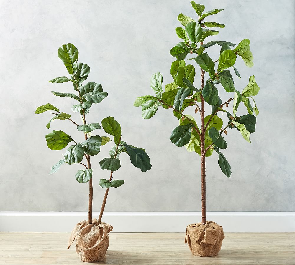 Faux Fiddle Leaf Fig Trees Pottery Barn