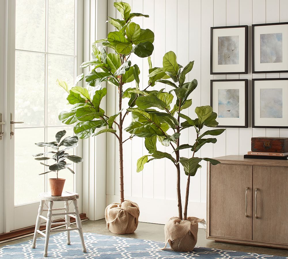 Faux Fiddle Leaf Fig Trees Pottery Barn