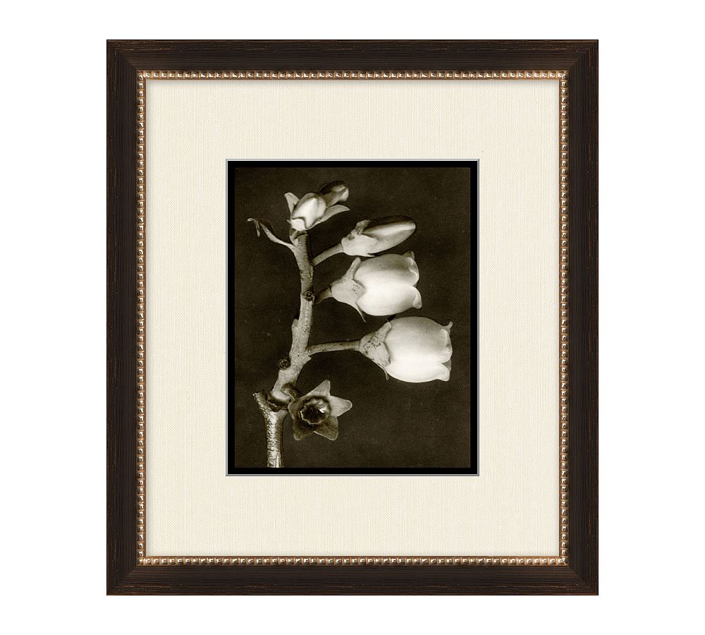 Vintage Bloom Portrait Botanical Prints Framed Wall Art Pottery Barn