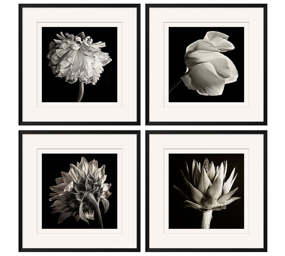 Flower Black & White Framed Print Pottery Barn