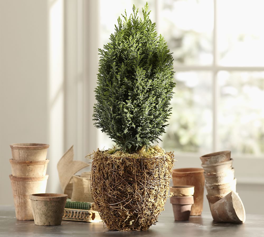 Live Cypress Tree in Moss Pot Pottery Barn