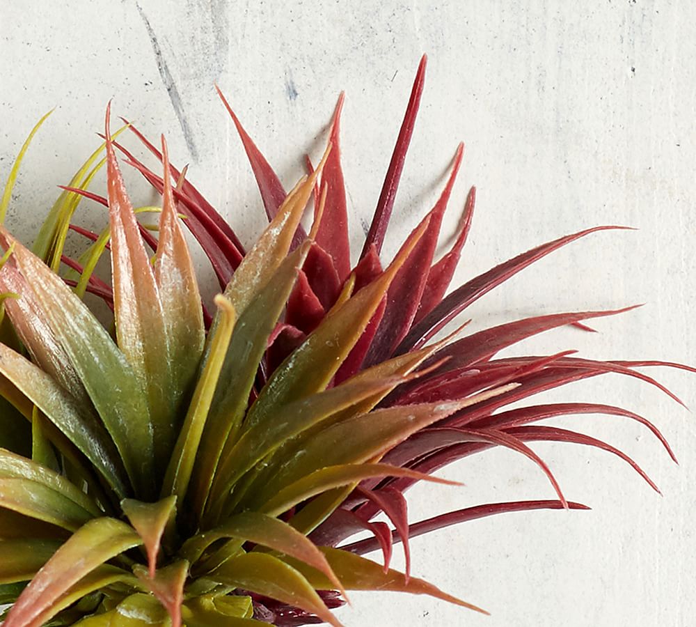 Faux Tillandsia Air Plant Pottery Barn